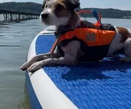 Dogs Adventure GmbH Bild 5