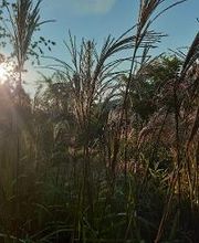 Baumschule Goßner Bild 1