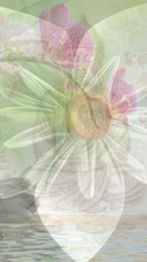 Roche Pavone Reflexologie