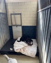 Dierenhotel Pandora afbeelding 3