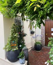 Renard Vincent image 4