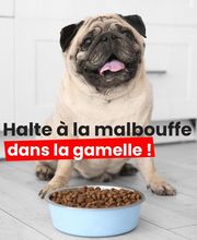 Animalis La Madeleine image 3