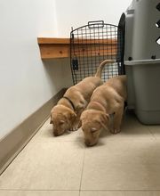 Fairview Animal Hospital image 4