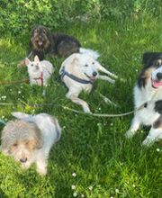 marionsalltagshunde mobile Hundetrainerin Bild 7