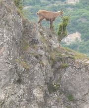 Taxi Hirondelle 73 image 3