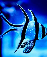 Aqua-Matrix Corals GmbH Bild 5