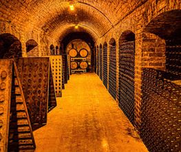 GRAPE EXPERIENCE image 13