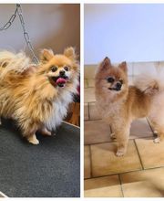 Royet Shanna Toilettage canin image 5