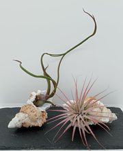 DecoArt Vinya i Mar imagen 5