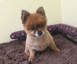 Hundesalon in Liestal - Wir bieten den Tieren eine professionelle Fellpflege. Ein liebevoller und herzlicher Umgang mit Ihrem vierbeinigen Familienmitglied ist für uns oberstes Gebot!