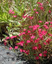 Staudengärtnerei David Müller Bild 35