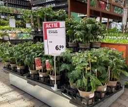 Intratuin Zoetermeer afbeelding 9