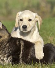 Guérin Jean-Claude image 1