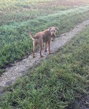 Armelle Toiletteuse Chiens Et Chats image 13