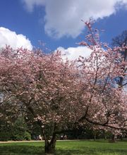 GBI Großhamburger Bestattungsinstitut rV Bild 1