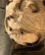 Allo Guepes Dératisation image 2