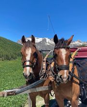 Clalüna-Sils Kutschenfahrten Bild 9