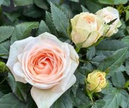 Garten & Floristik Prifling Bild 8