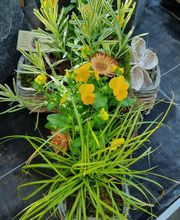 Blumen Bachhuber Bild 2