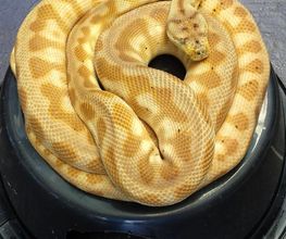 Morelias JM image 1