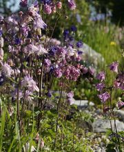 Wild Gartenbau AG Bild 9