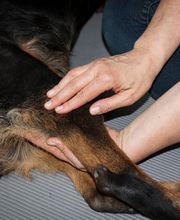 Tierphysio-Praxis Oberland GmbH Bild 5