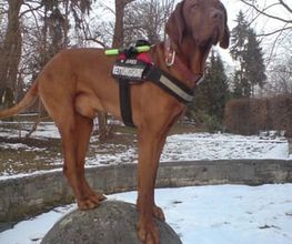 Hundeschule HundZunft Bild 3
