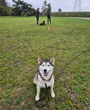 Bien dans ses Pattes image 7