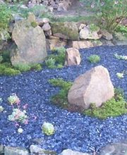 Fougère Bleue La image 6