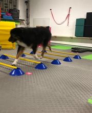 Fitness-Loops - DOX.fitness - Hundeschule | Schliersee