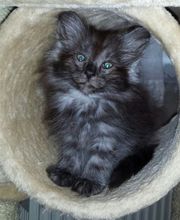 Chatterie de l'Alantolie image 13