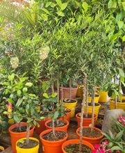 VillaVerde Bourg-en-Bresse image 9