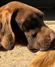 Adiestramiento Córdoba imagen 15