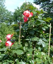 Bornholdt Bild 1