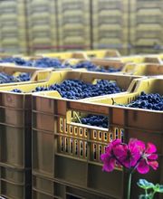 CANTINA IL CAVALIERE SA Bild 14