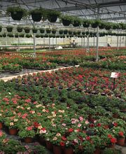 Pinel Olivier image 1