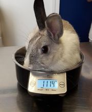 Clinique vétérinaire PK3 image 18