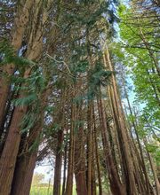 Jlr Elagage Cotes d'Armor image 7