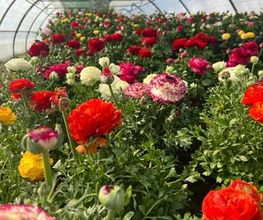 A. Pinto Fleurs Bild 13