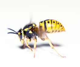 BS3D image 2