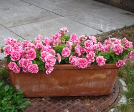 Albula Gartenbau GmbH – 30 Jahre Bild 8