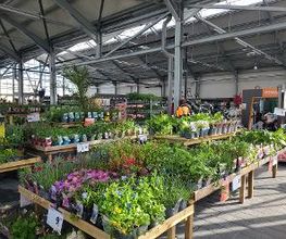 Plantes vivaces