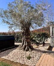 Galli Garden Sagl Bild 5