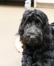 AniMed Animal Hospital image 7