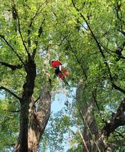 Henzelmann's Baumpflege AG Bild 1