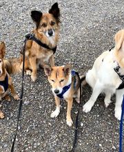 Wind im Hundefell Bild 3