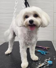 A FLAIR ALLURE image 4