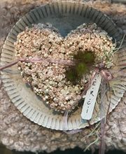 Blumen La Violetta Bild 10