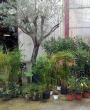 Les Jardins D'Alexandre image 3