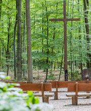 FriedWald Meroder Wald Bild 13